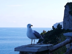 Larus michahellis