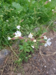 Silene latifolia