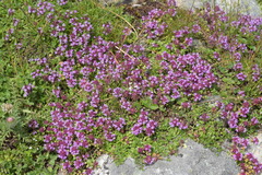 Thymus praecox polytrichus