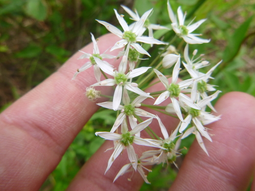 Striped garlic (Allium cuthbertii)
