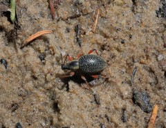 Otiorhynchus coecus