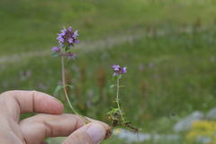 Thymus praecox polytrichus