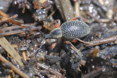 Otiorhynchus coecus