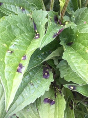 Bactericera antennata