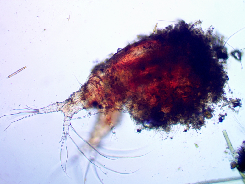 mud waterflea