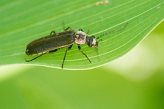 Podabrus brevicollis