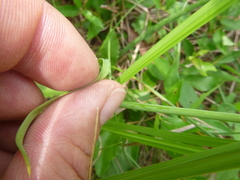 Allium cuthbertii