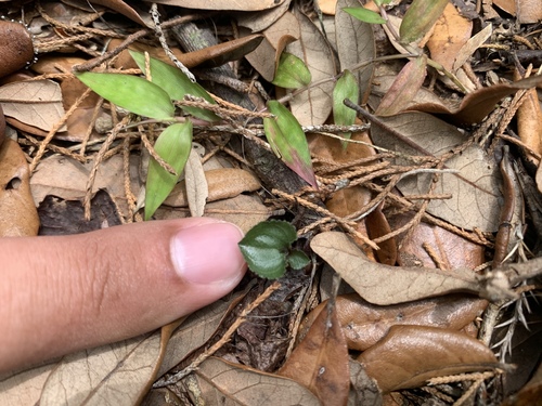 Craighead nodding-caps Triphora craigheadii small plant in leaf litter, Florida