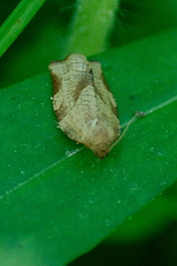 Choristoneura fractivittana