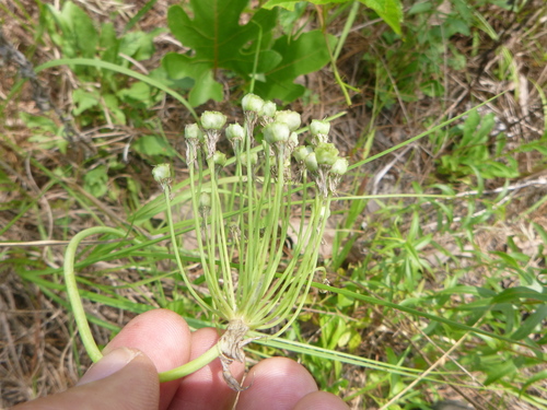 Striped garlic (Allium cuthbertii)