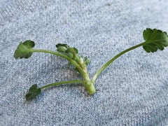 Erodium corsicum