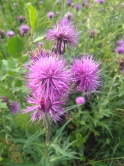 Cirsium heterophyllum