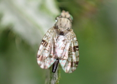 Tephritis hyoscyami