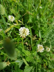 Trifolium repens