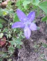 Triodanis perfoliata