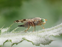 Tephritis hyoscyami