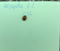 Harmonia axyridis