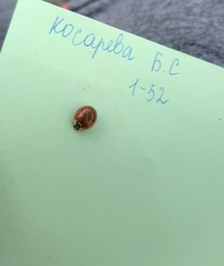 Harmonia axyridis