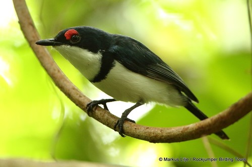 Black-throated Wattle-eye