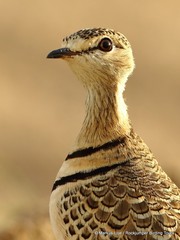 Double-banded Courser - Photo (c) Markus  Lilje, some rights reserved (CC BY-NC-ND), uploaded by Markus  Lilje