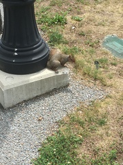 Sciurus carolinensis