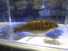 Hypseleotris