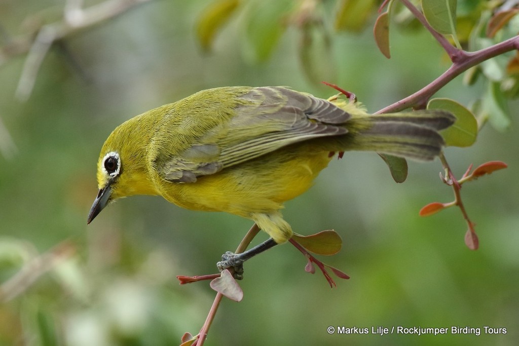 Pale White-eye (Zosterops flavilateralis) photo