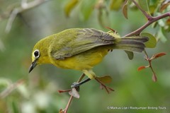 Zosterops flavilateralis