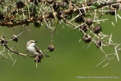 Vachellia drepanolobium