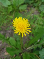 Taraxacum officinale