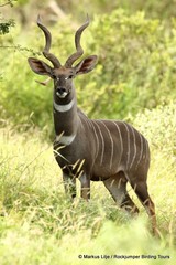 Tragelaphus imberbis