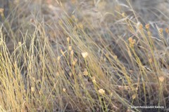 Petrorhagia prolifera