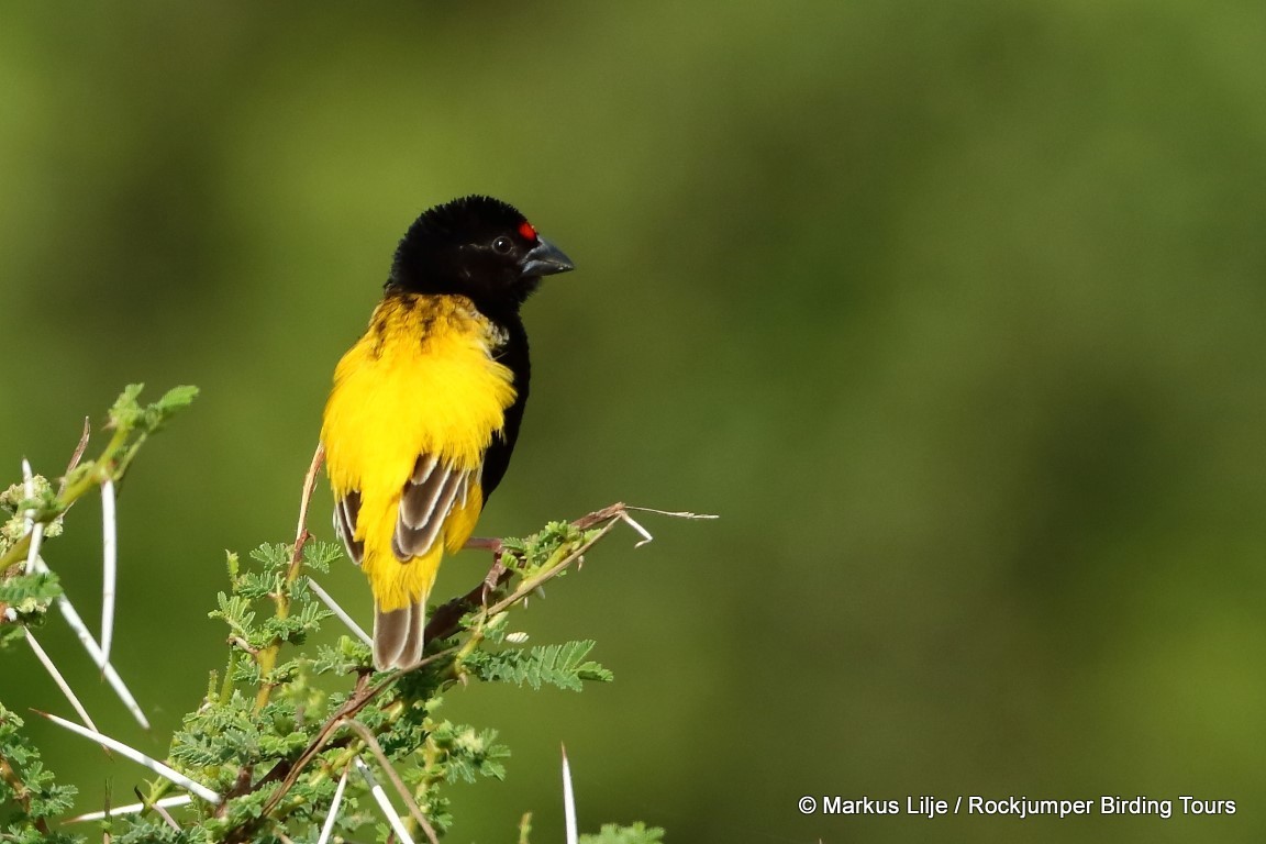 Fire-fronted Bishop illustration