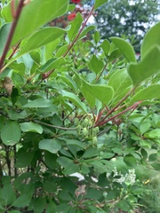 Enkianthus