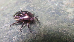 Protaetia orientalis sakaii