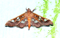 Phostria