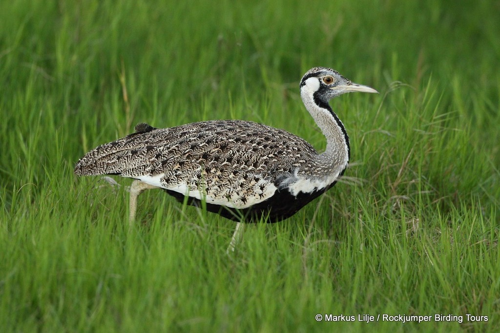 Hartlaub's Bustard