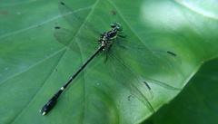Leptogomphus sauteri
