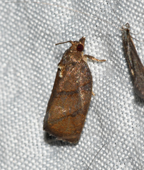 Argyrotaenia juglandana