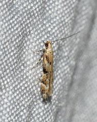 Coleotechnites coniferella