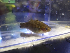 Hypseleotris