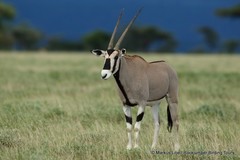 Oryx beisa beisa