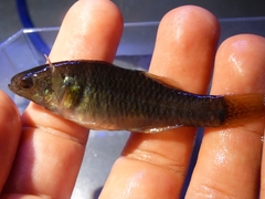 Hypseleotris