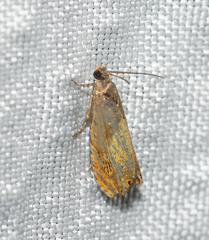 Dichrorampha bittana