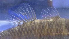 Hypseleotris