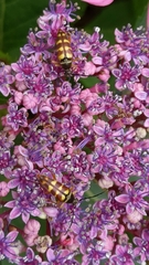Typocerus velutinus