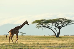 Giraffa camelopardalis reticulata