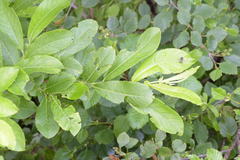 Salix appendiculata