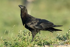 Corvus rhipidurus
