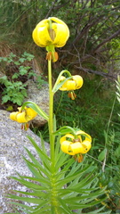 Lilium pyrenaicum